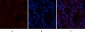Actin β Polyclonal Antibody